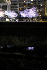 夜桜さんぽ(3/4)