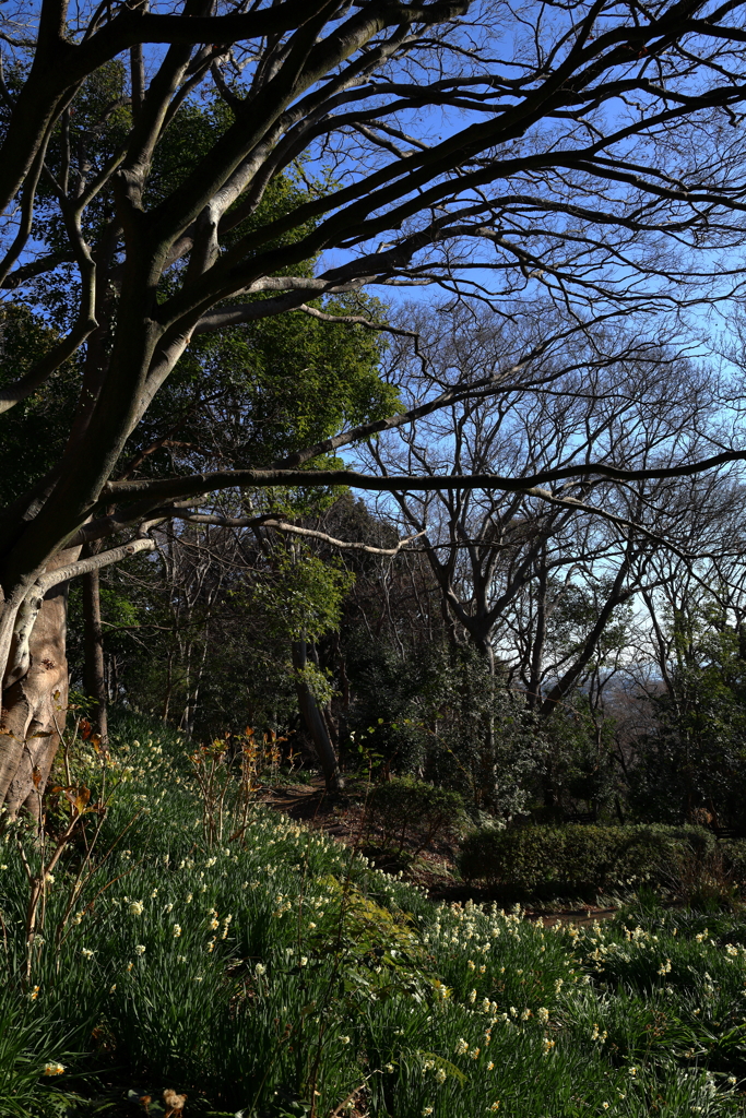 水仙の咲く森