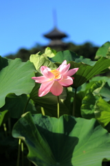 三渓園の蓮2022②