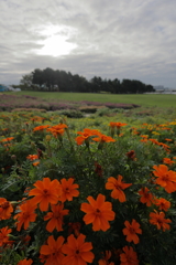 葛西臨海公園