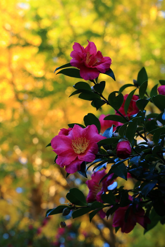 山茶花？ツバキ？