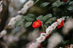 もう少し頑張る