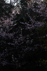 少し明かりて
