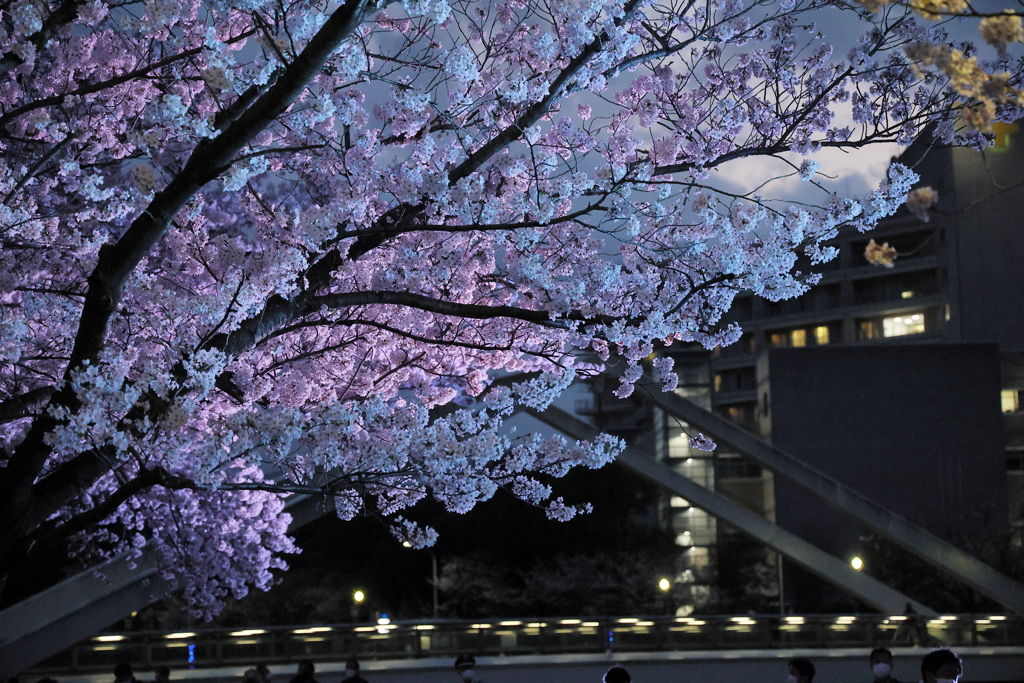 夜桜さんぽ(（1／４）