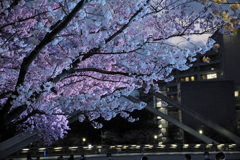 夜桜さんぽ((1/4)