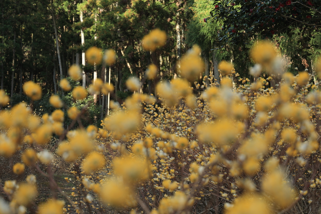 ミツマタ桃源郷Ⅱ