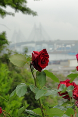 港を臨む薔薇