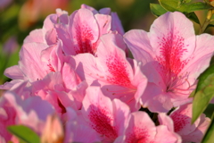 やわらかな躑躅Ⅰ