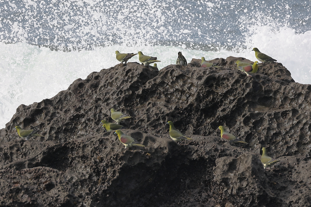 アオバト飛来地Ⅲ