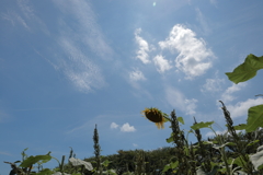 うだるような暑さ
