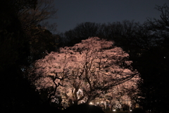 六義園夜間ライトアップ