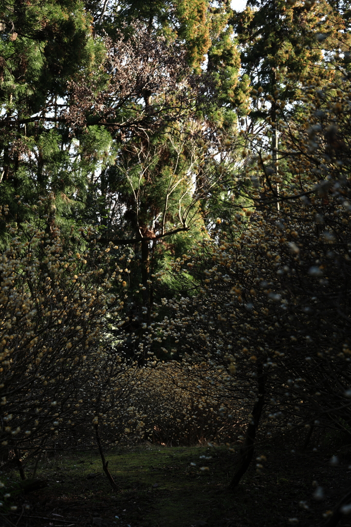 ミツマタ桃源郷Ⅲ