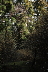 ミツマタ桃源郷Ⅲ