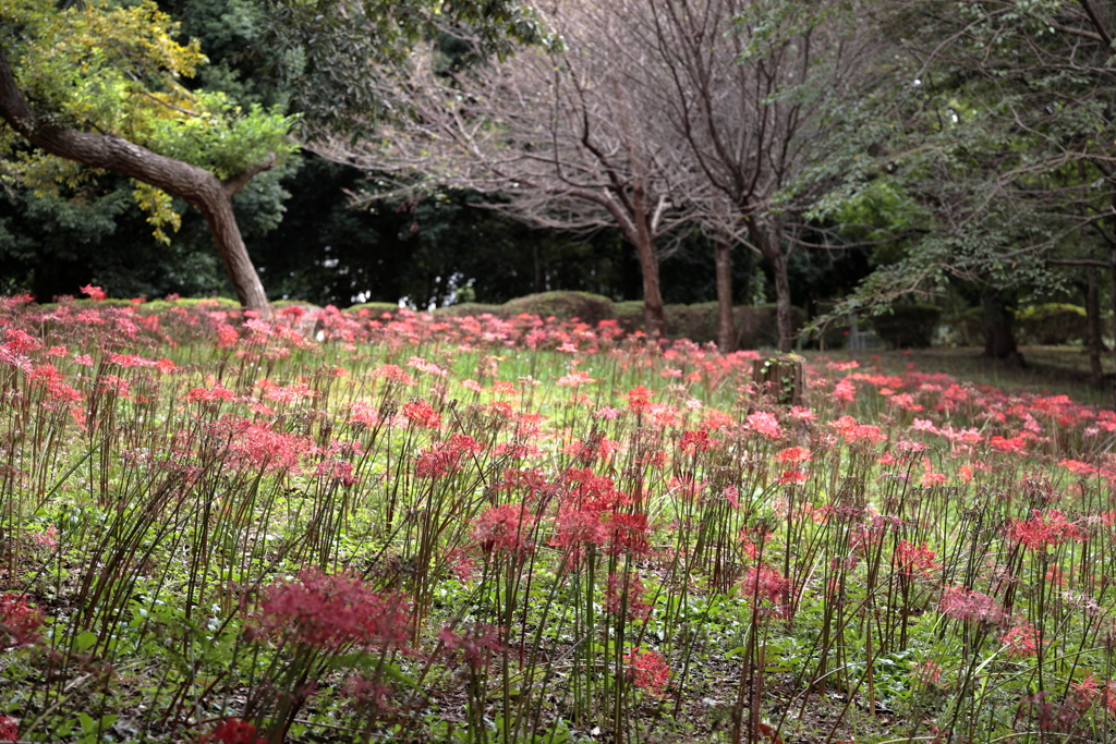 村上緑地公園240916_2