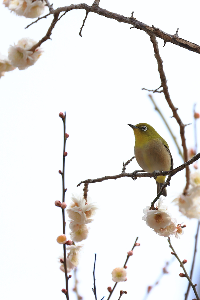 今年のウメジローⅠ