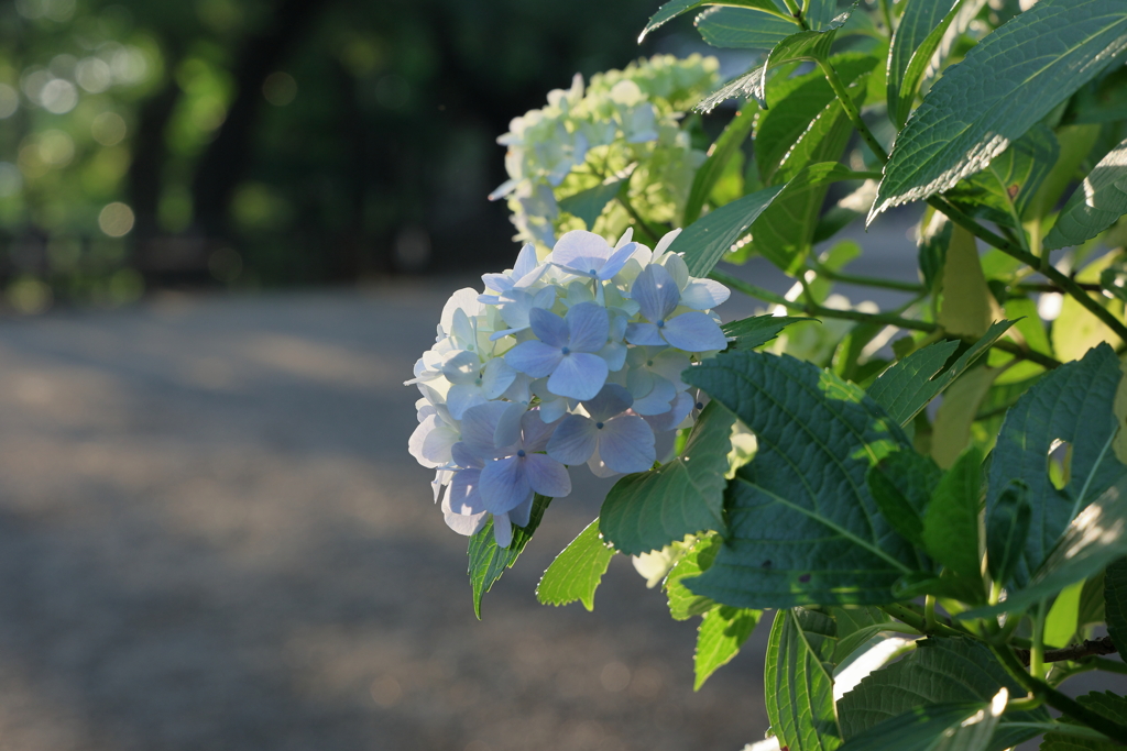 多摩川台公園の紫陽花