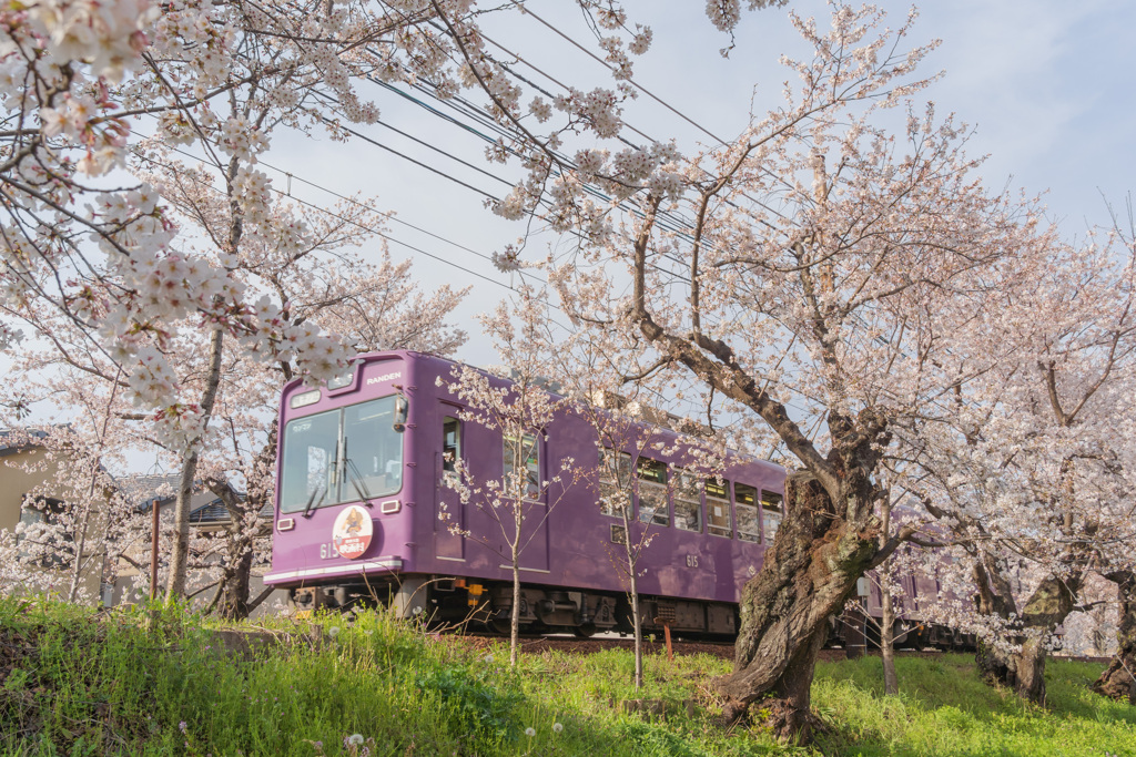 嵐電 桜のトンネル 03