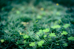 Clover