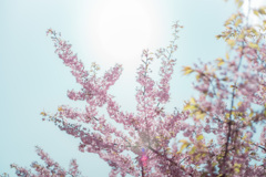 淀の河津桜