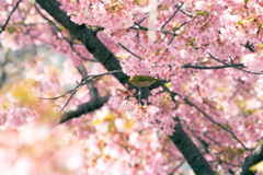 淀の河津桜 03