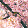 淀の河津桜 03