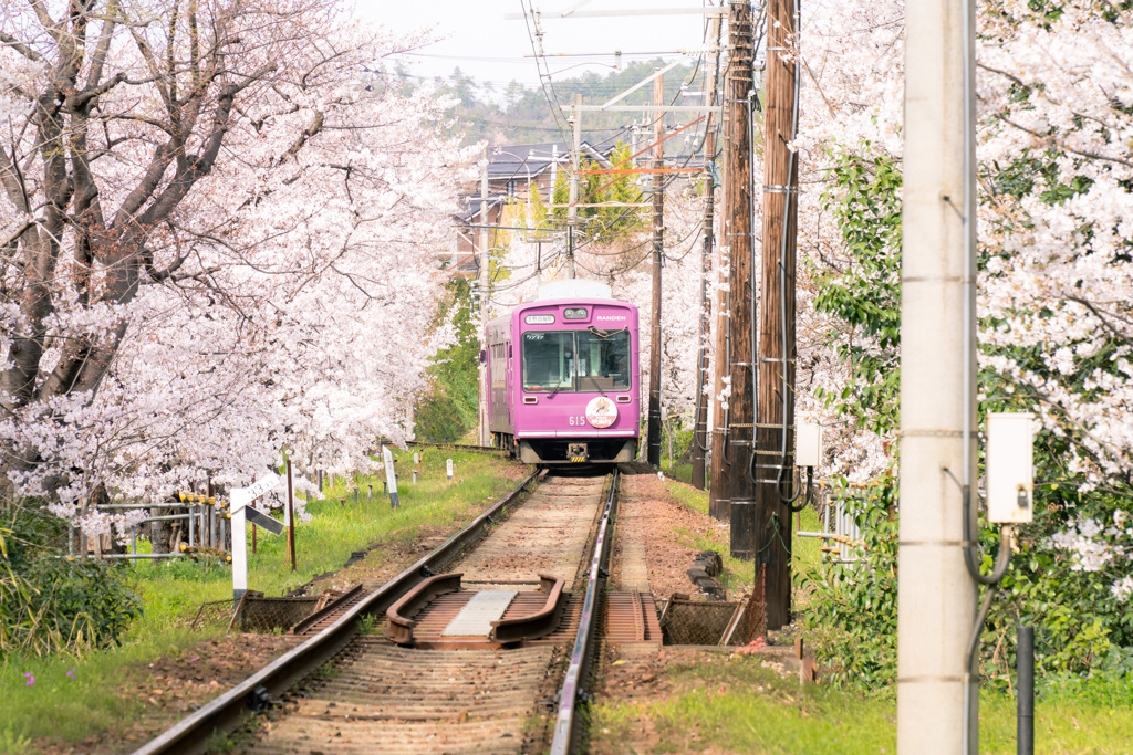 嵐電 桜のトンネル 02