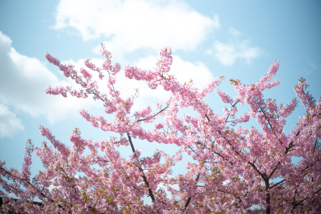 淀の河津桜 02