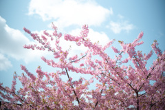 淀の河津桜 02