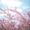 淀の河津桜 02