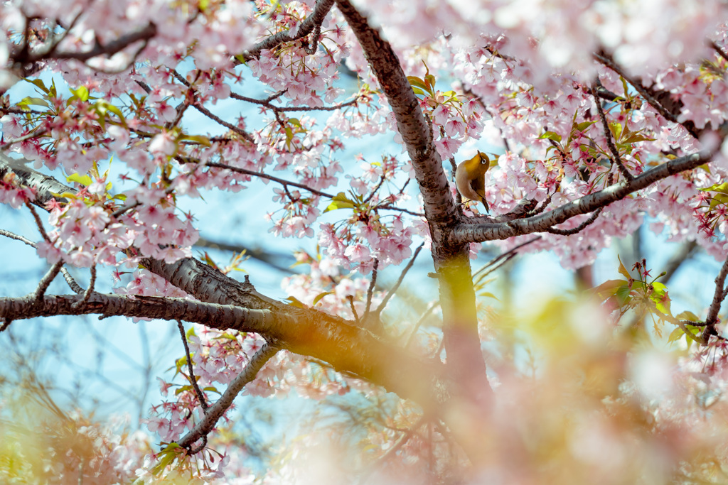 淀の河津桜 04