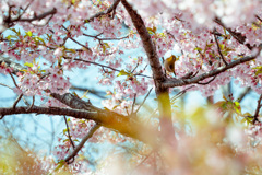 淀の河津桜 04