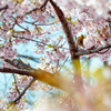 淀の河津桜 04