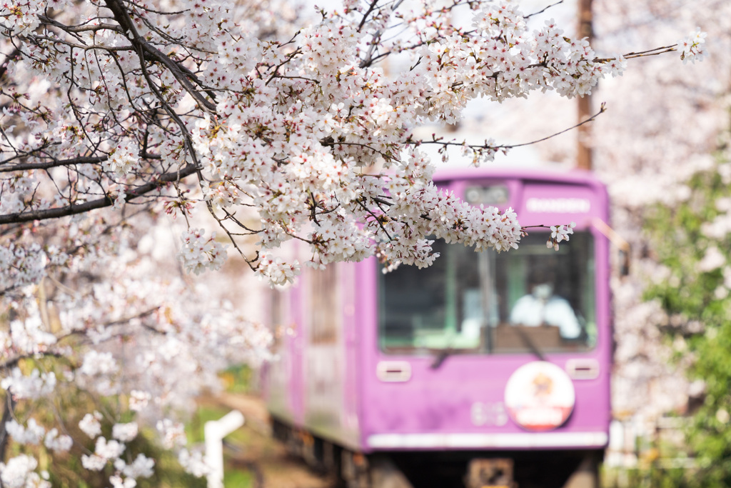 嵐電 桜のトンネル 01