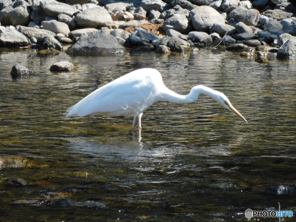 さかさサギ