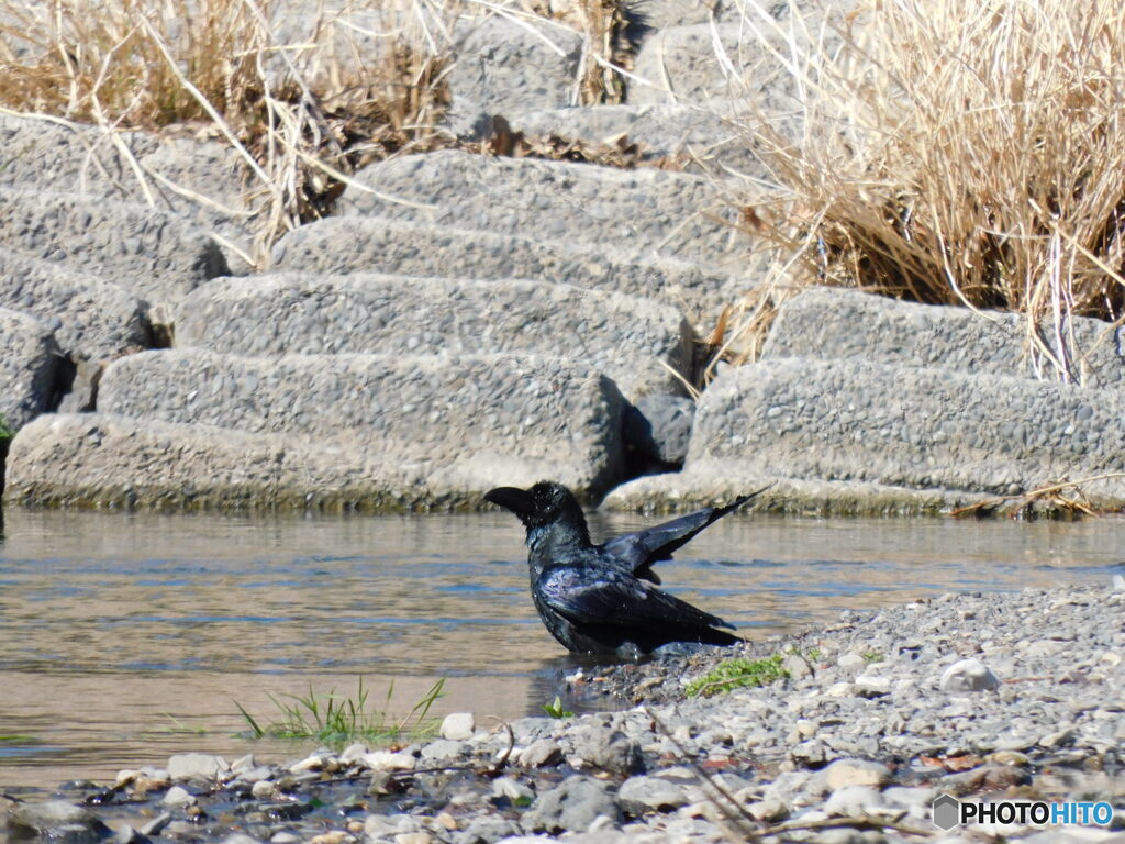 水浴びハシブトカラス