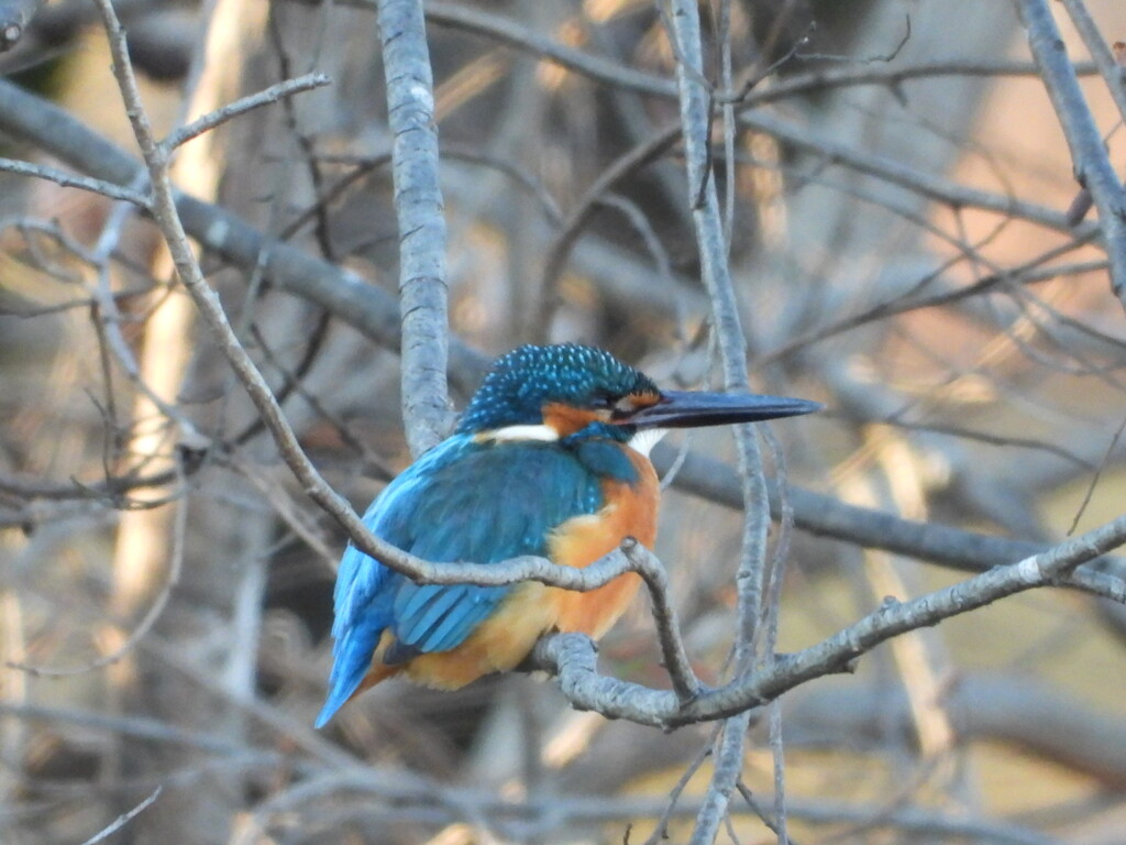 おやすみ中のカワセミさん