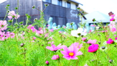 二十四の瞳映画村でとったお花