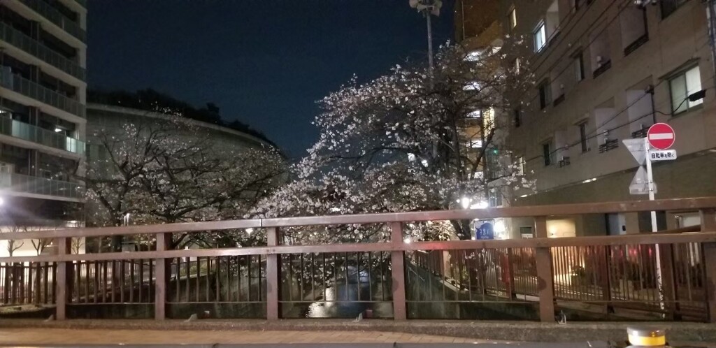 夜桜