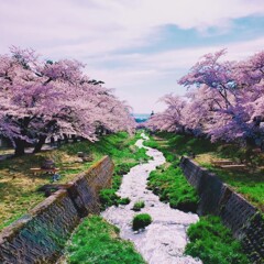 桜