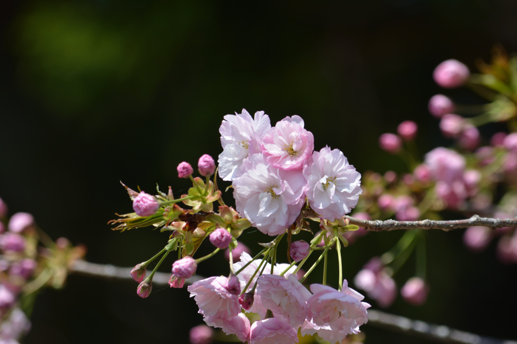 桜二号