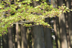 紅葉と林で