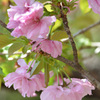 桜四号