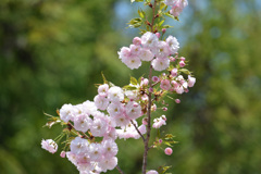 桜五号