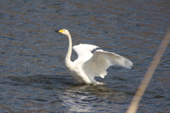 白鳥その2