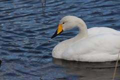 白鳥その3