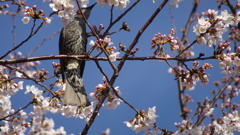 ヒヨドリの花見