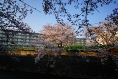 DSC05528