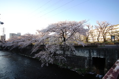 DSC05591