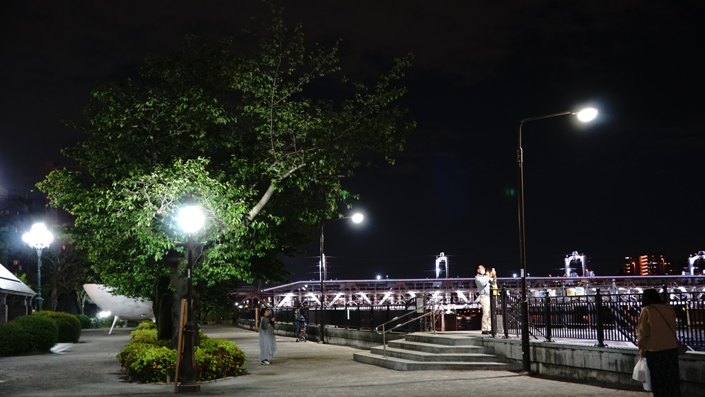 隅田川公園の夜