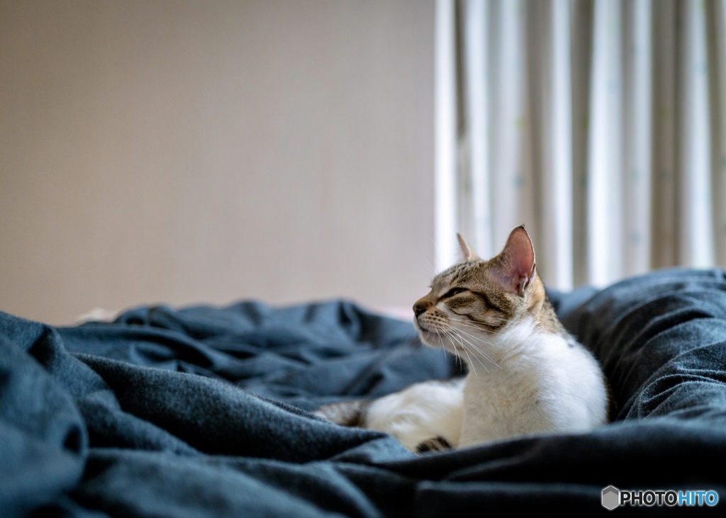 猫 Marie